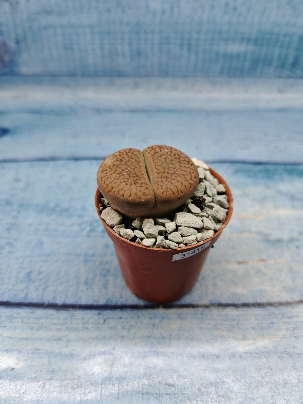 Lithops sp. (Литопсы)