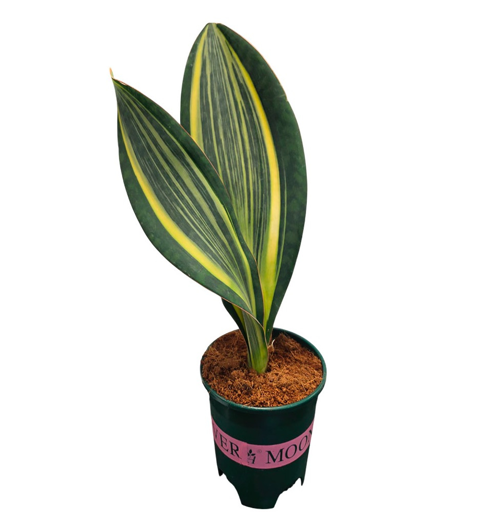 Сансевиерия вариегатная Масониана