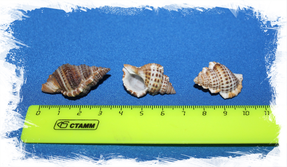 Гуринеум Нататор