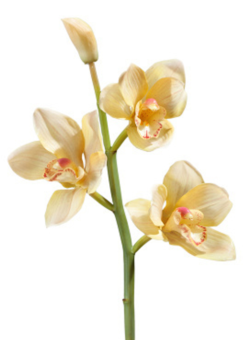 Орхидея Цимбидиум ветвь нежно-золотистая малая