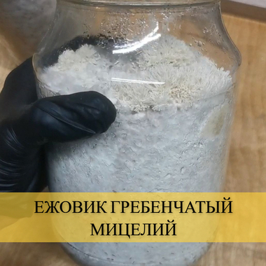 Ежовик гребенчатый зерномицелий