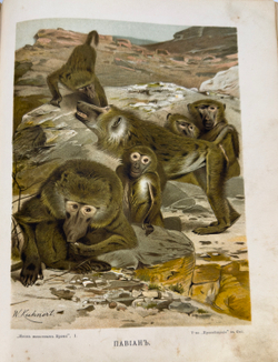 Брэм. Жизнь животных.1 том. Млекопитающие. СПб. Просвещение. 1909г.