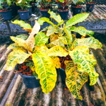 Кротон PT18 SAI SAWAN