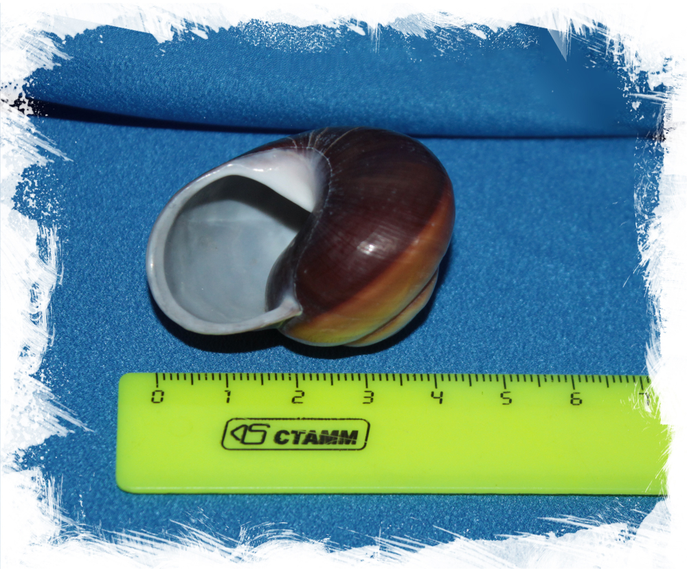 Helicostyla norrisi размер