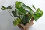 Монстера Делициоза / Monstera Deliciosa