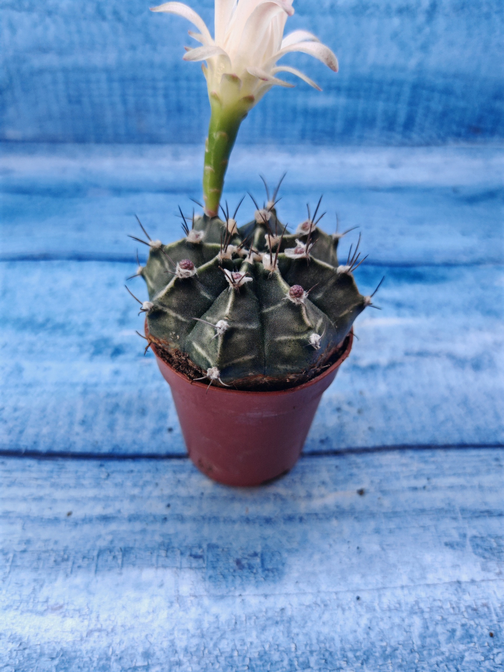 Gymnocalycium Friedrichii (Гимнокалициум)