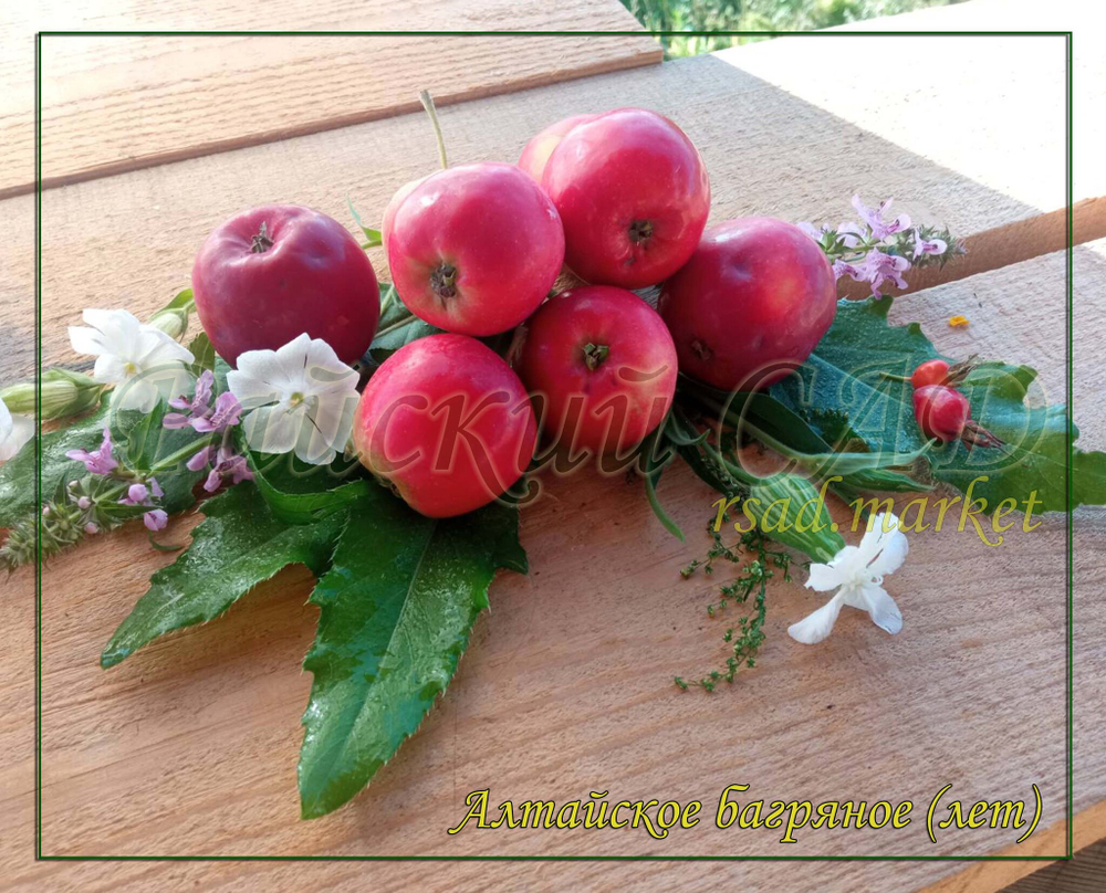 Яблоня Алтайское багряное