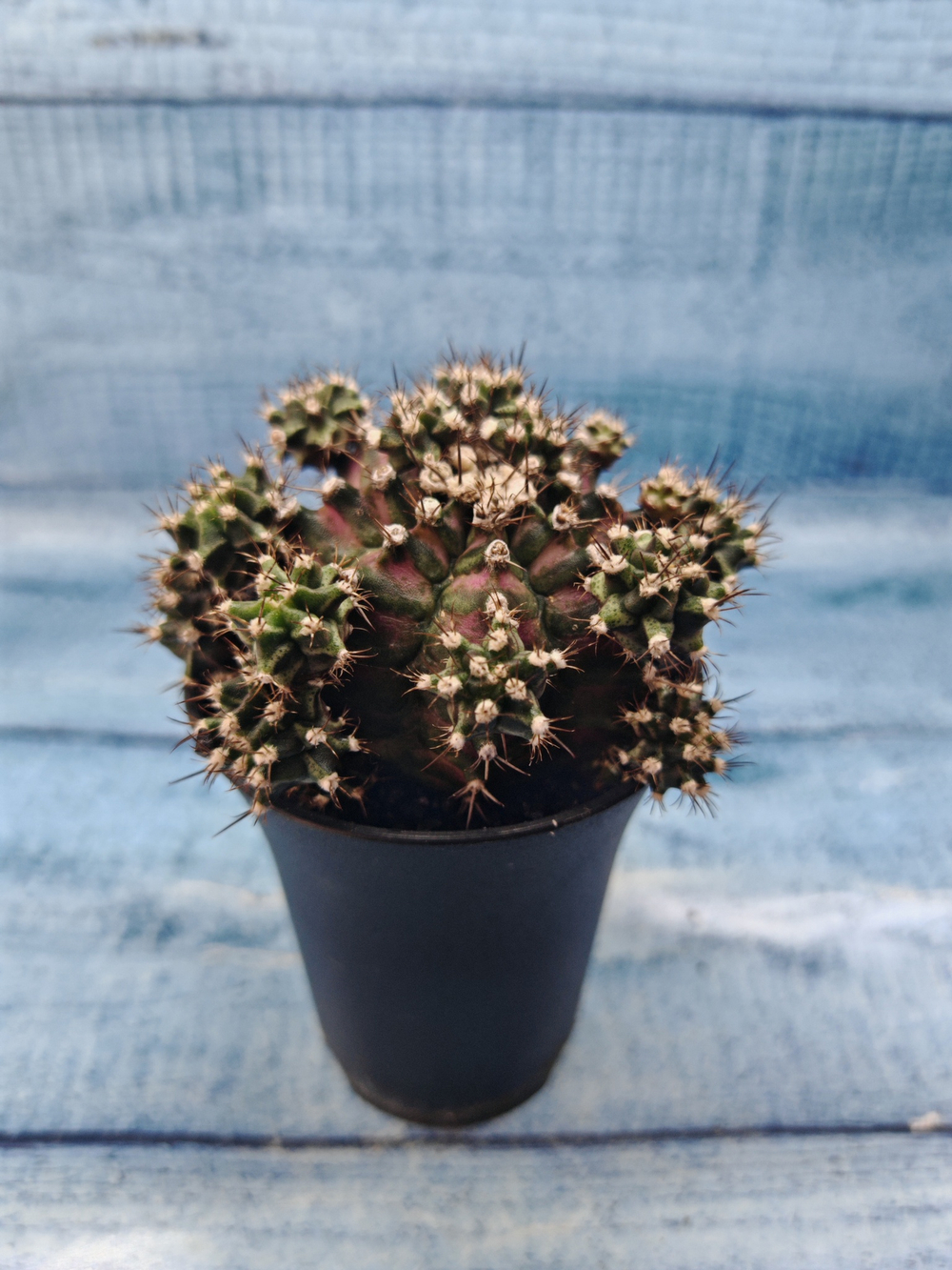 Gymnocalycium T-Rex Pink hybride (Гимнокалициум)