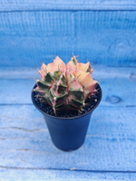 Gymnocalycium Variegata (Гимнокалициум Вариегатный)