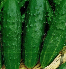 Тарзан F1 семена огурца пчелоопыляемого (Гавриш)