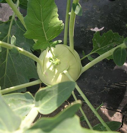 ОАЗИС F1 семена капусты кольраби Enza Zaden купить – фото 1