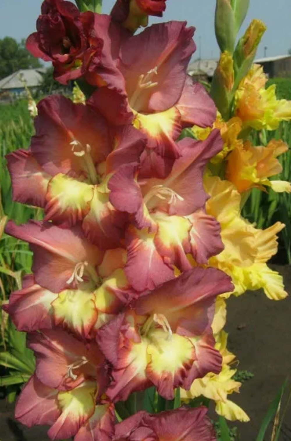 Гладиолус крупноцветковый Босса Нова луковица март 2026