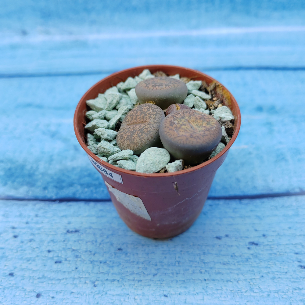 Lithops sp. (Литопсы)