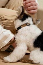 Шлейка "Пони-Компаньони" Mini, рыжий