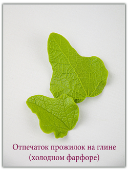 Листья мальвы. Сорт 1