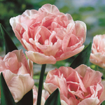 ЛУКОВИЦЫ ТЮЛЬПАН МАХРОВЫЙ ПОЗДНИЙ  ANGELIQUE 11/12, DARIT 7 ШТ/УП