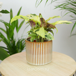 Калатея Фьюжн Еллоу 10/20