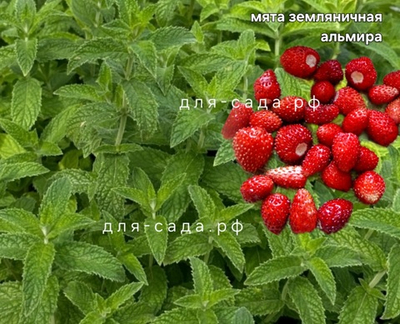 МЯТА ЗЕМЛЯНИКА