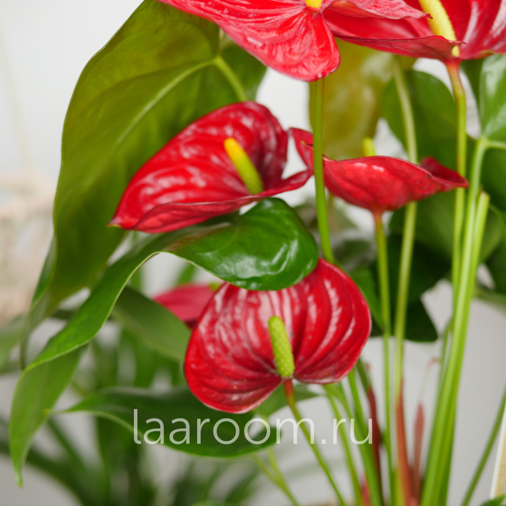 Антуриум Андревнум Невада 12/40