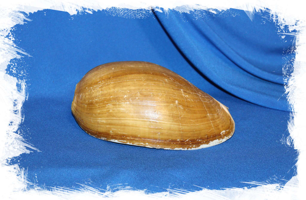 Океаническая раковина Цимбиум тритонис (Cymbium tritonis) Купить