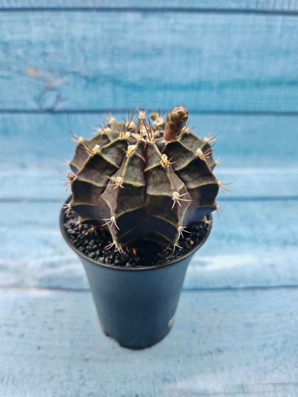 Gymnocalycium Mihanovichii black (Гимнокалициум)