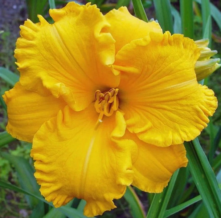 Лилейник Бакабана С2