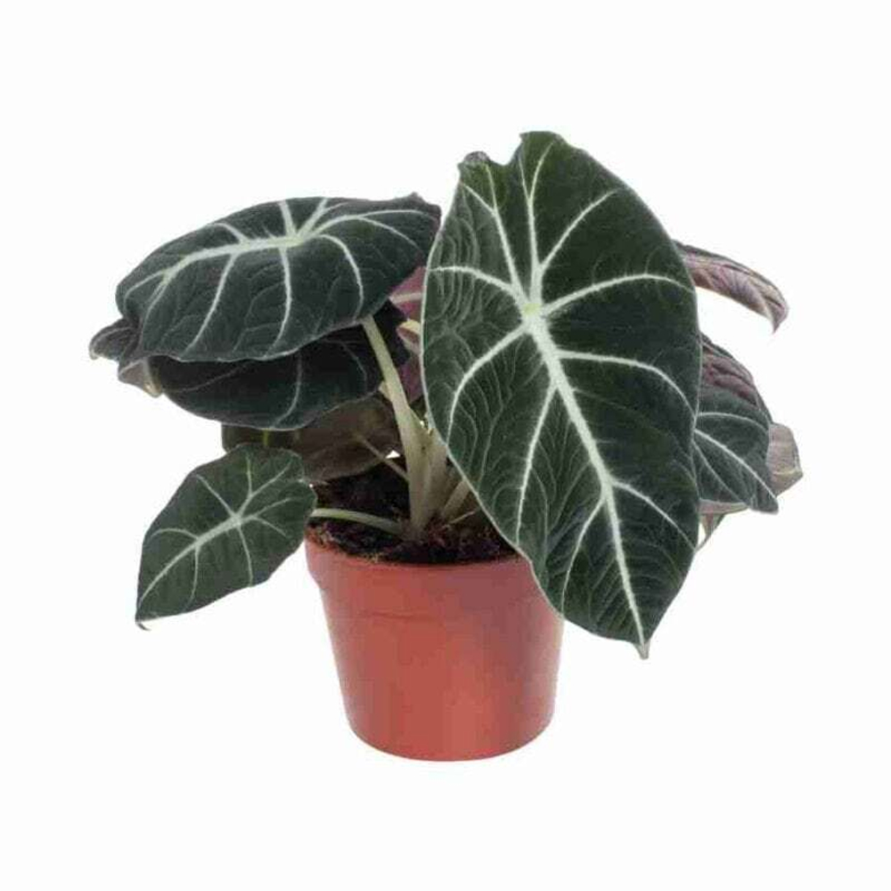 Алоказия "Вельвет"