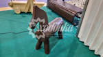 Игровой элемент ARTWOOD «Лошадка»