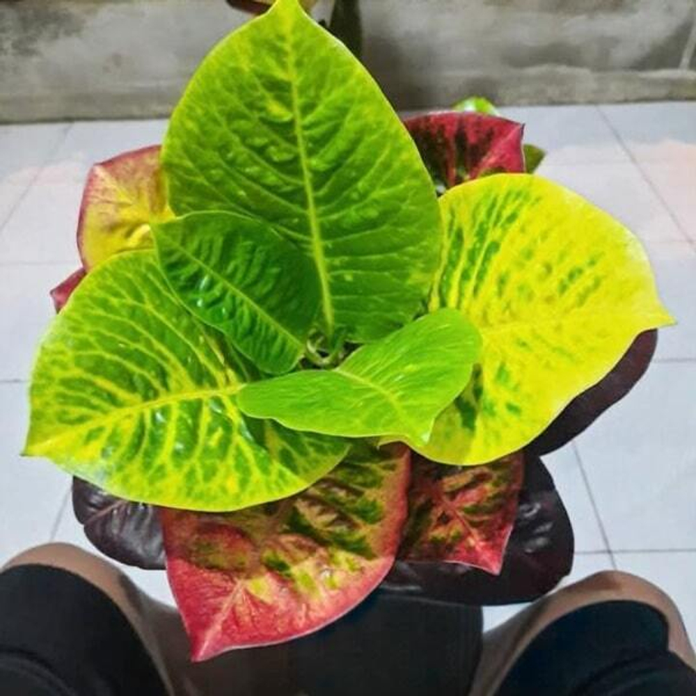 Кротон IDOLA RAMAYANA