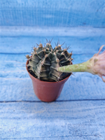 Gymnocalycium Friedrichii (Гимнокалициум)