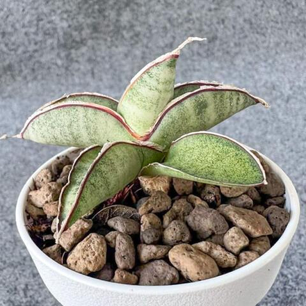 Сансевиерия EILENSIS