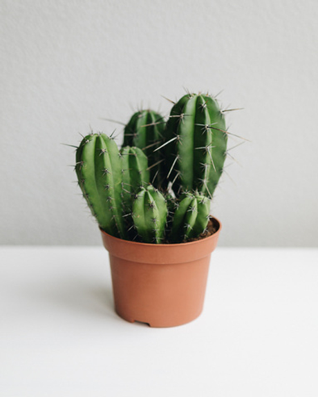 Кактус Цереус