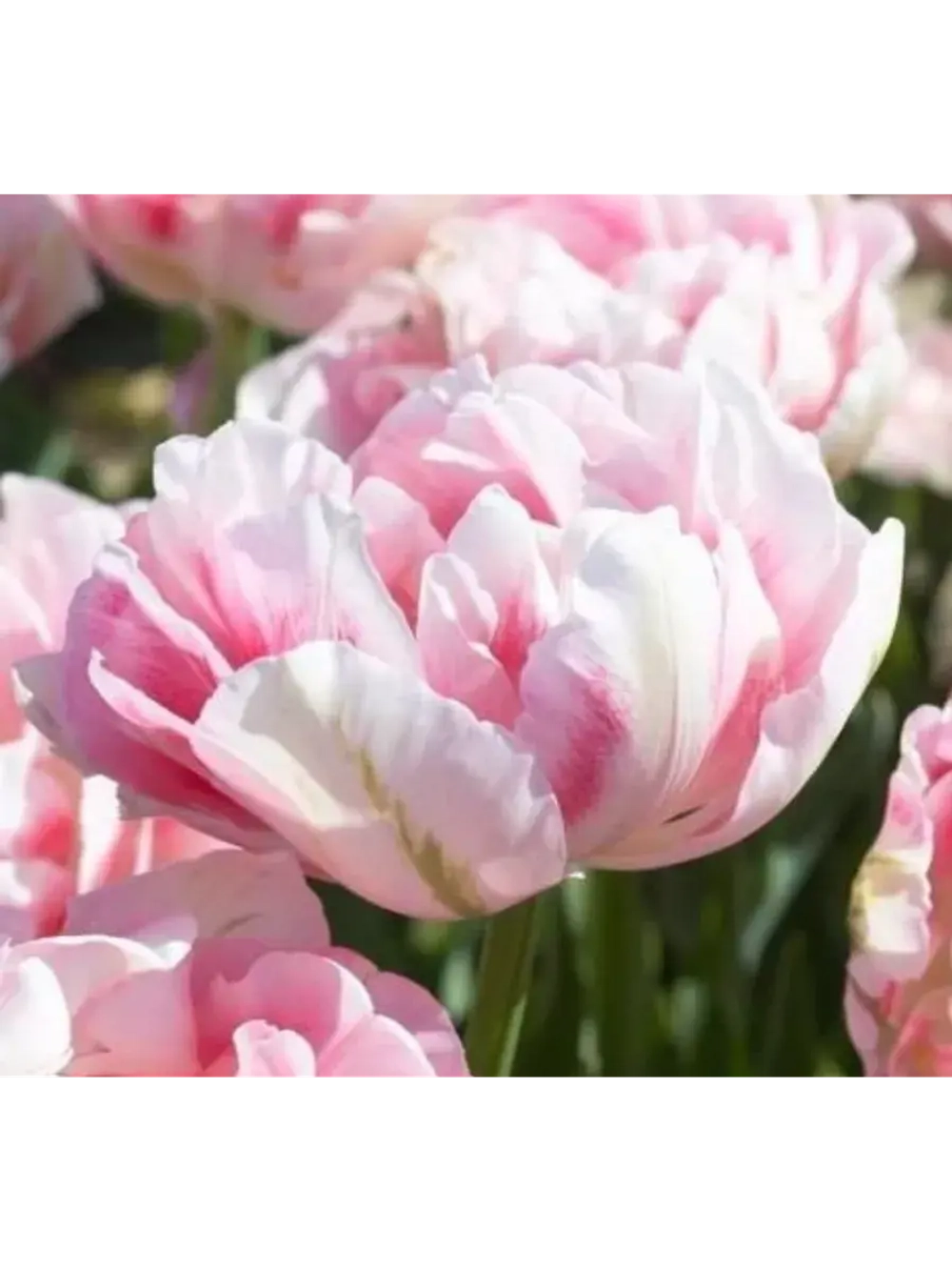 Тюльпаны пионовидные,луковицы 12+ FINOLA бело-розовые (3 шт)