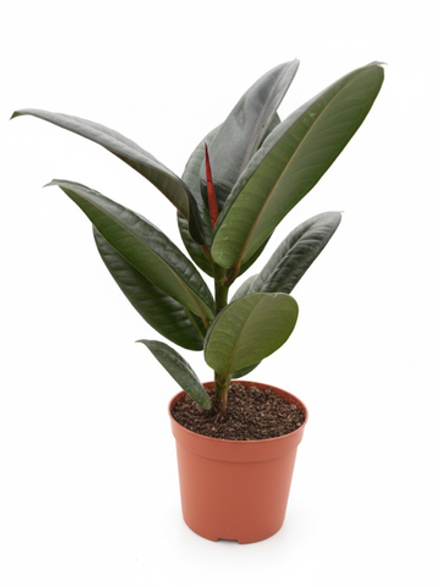 Фикус Flower Kong д.11