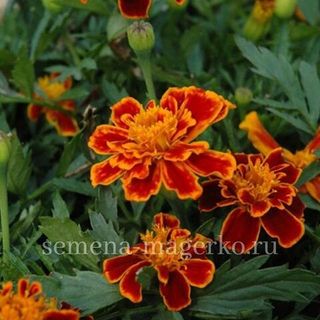 Бархатцы отклоненные Дюранго Флейм  F1 250 семян