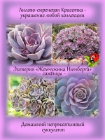 Эхеверия Жемчужина Нюнберга розовая