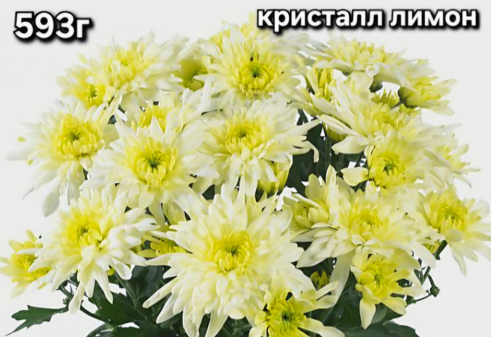 САЖЕНЦЫ ХРИЗАНТЕМЫ ГОРШЕЧНАЯ № 593 КРИСТАЛЛ ЛИМОН