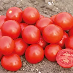 ДОНАЛЬД F1 семена томата процессингового (Nunhems | Alexagro)