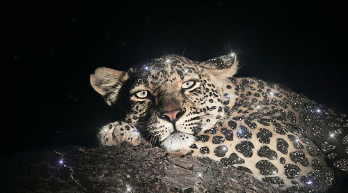 Картина ЛЕОПАРД НОЧЬ