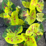 Каладиум THONG TARA