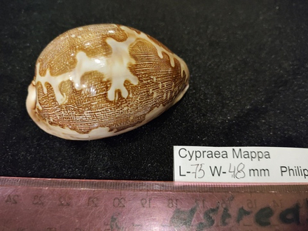 Ципрея Маппа