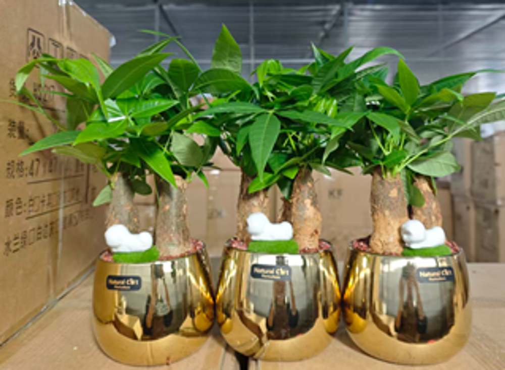 image135