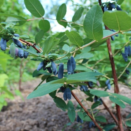 Жимолость съедобная Лазурная