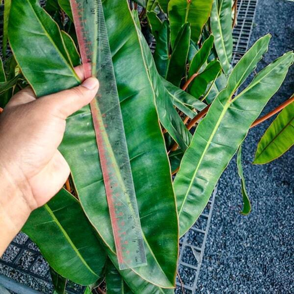 Филодендрон BILLIETIAE