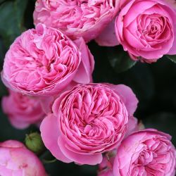 Леонардо Да Винчи (Leonardo Da Vinci)