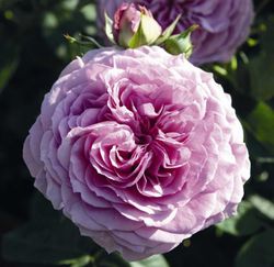 Лавендер Айс (Lavender Ice)