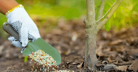 осенняя подкормка деревьев