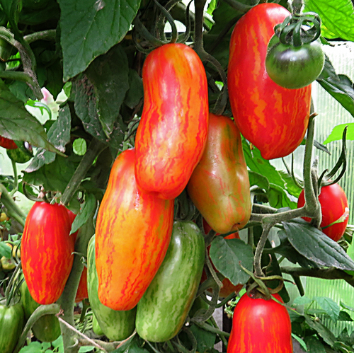 Безумие Касади Casady’s Folly