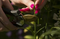 1383 ЦИ Секатор лепестковый TITANIUM