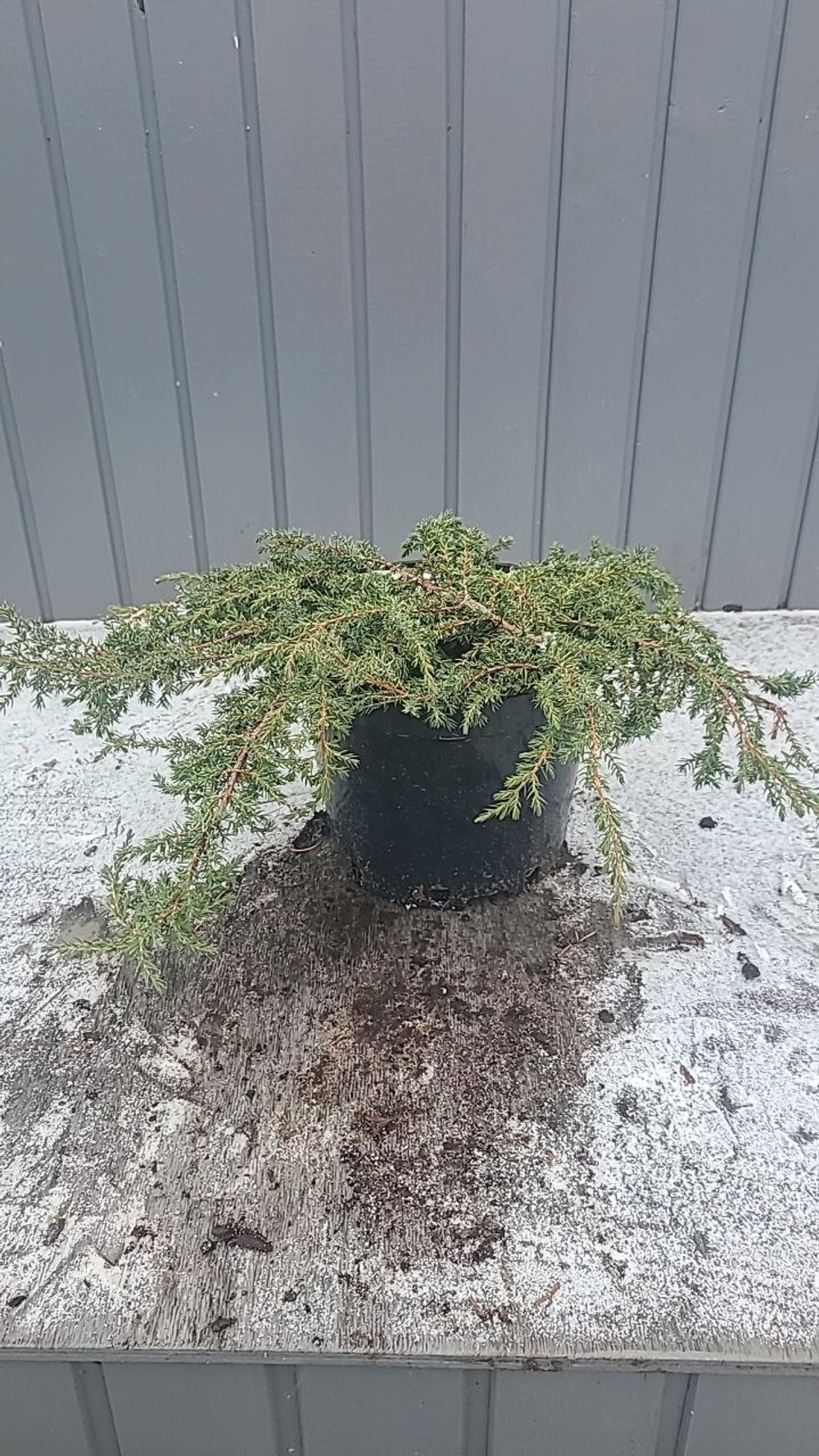 Можжевельник обыкновенный Грин Карпет С5л Закупка М35 наличие 2026